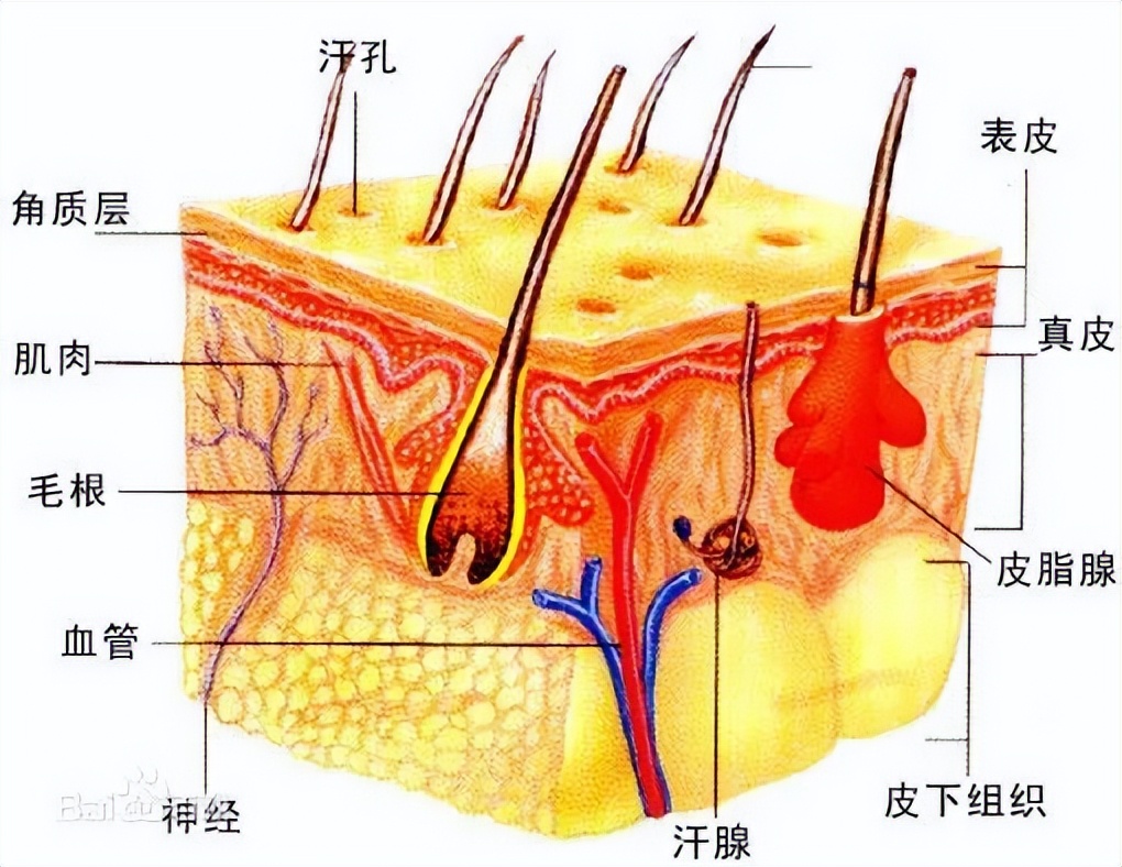 天价护肤品真的有用吗,贵妇霜哪个牌子是真的
