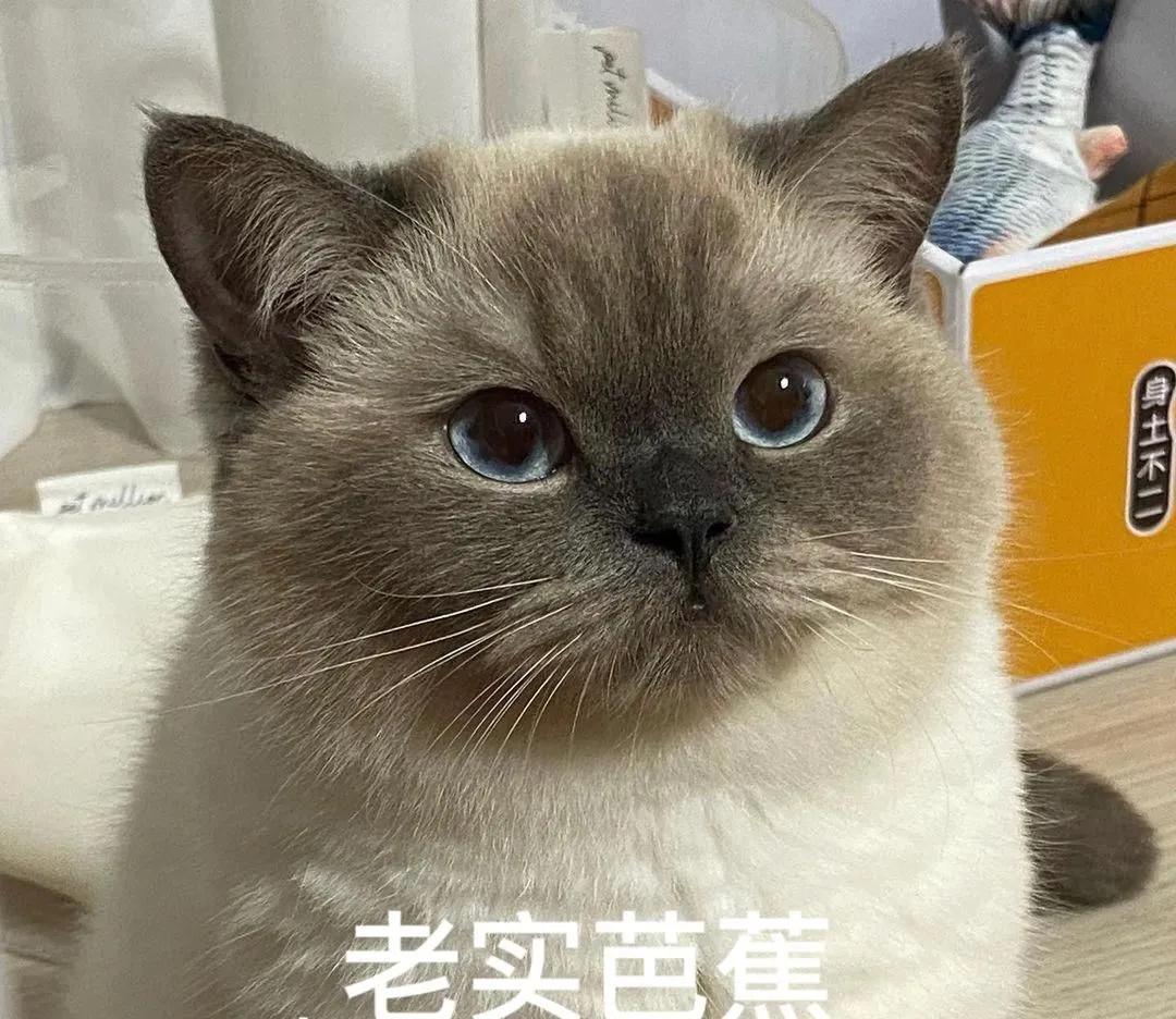 猫晚上乱尿白天不尿为什么,猫会在主人床上乱拉乱尿吗