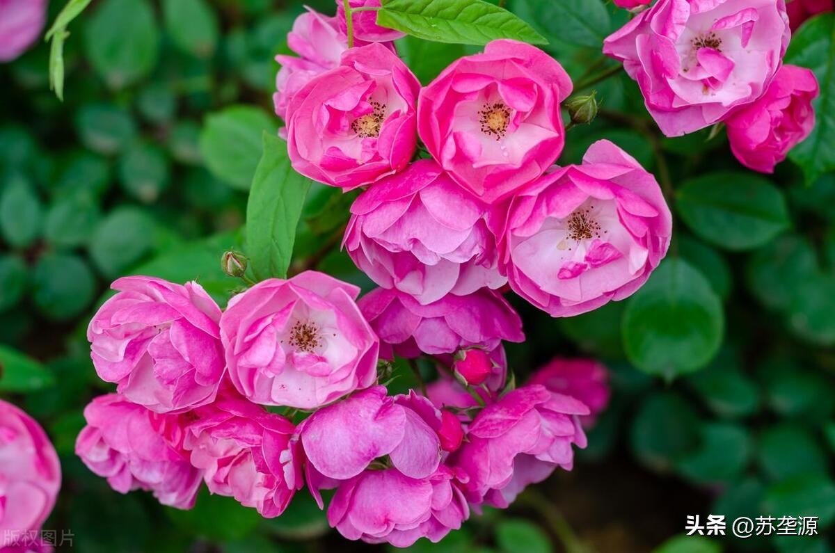 辨草识花图片,五月黄白色的草花有哪些