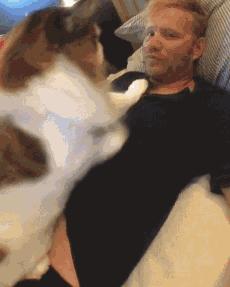 猫界中最通人性的几种猫你养了吗,5种便宜又好养的猫