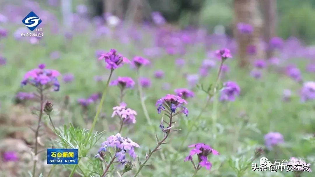 池州可以露营的湿地公园,池州户外露营地推荐