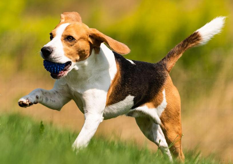 买宠物狗的坑有哪些,买狗差点上当