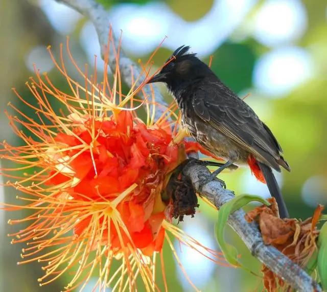罕见漂亮的鲜花,全球最漂亮的鲜花