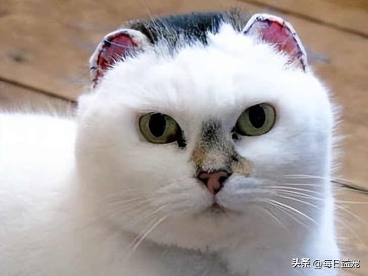 带猫出去晒太阳它为什么发抖,中午带上猫玩耍