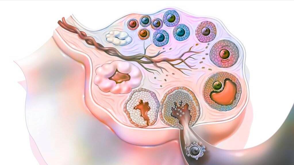 月经期打了个喷嚏会黄体破裂吗,黄体破裂是因为太激烈造成的