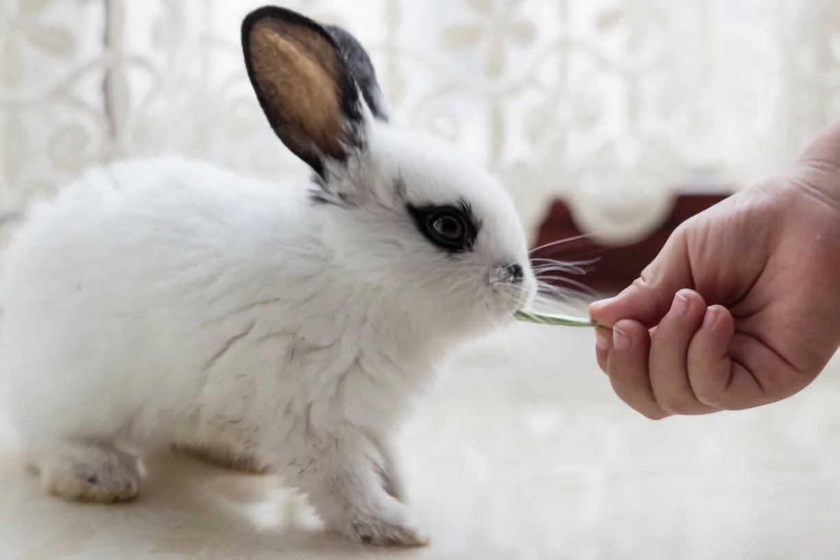 探秘动物世界蛇,超可爱的宠物兔子品种有哪些