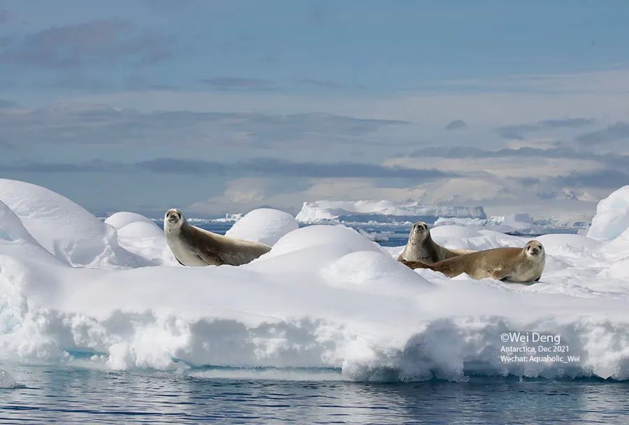 我在南极养企鹅,我在南极的日子
