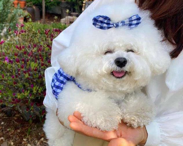 比熊犬一生中的5个阶段你知道吗,比熊犬的十大优点和缺点