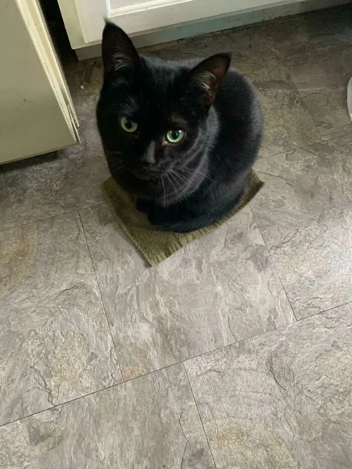 猫咪可爱萌图用猫猫的尾巴比心,可爱小猫猫超萌照片戴头套