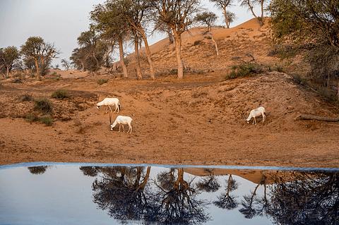 阿联酋丽思卡尔顿,阿联酋野奢帐篷