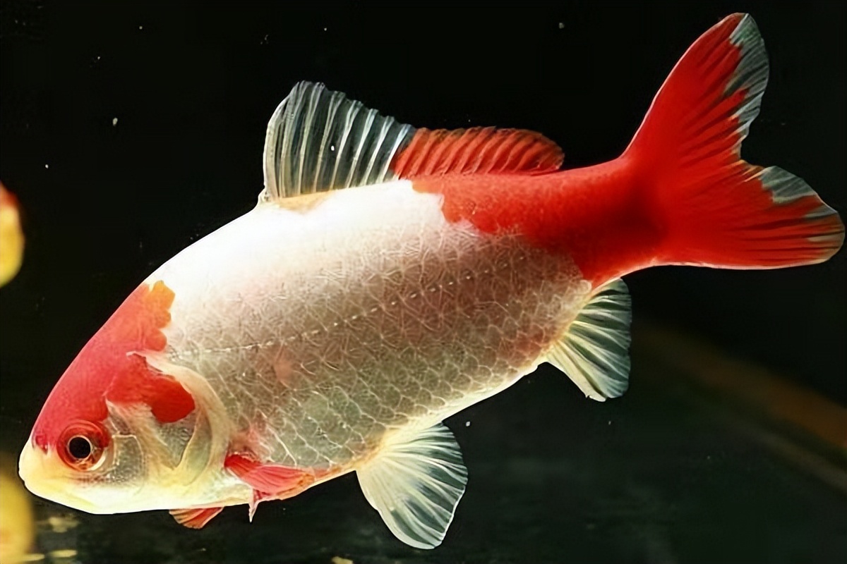 孔雀鱼和草金哪个更好养,孔雀鱼能跟草金养吗