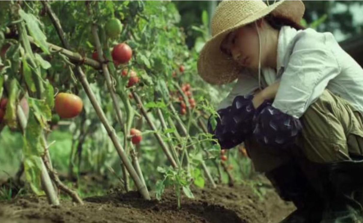 从电影《小森林》看生态美食传播（王蕾著）