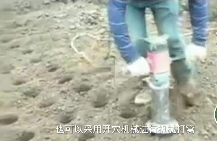 洞洞姜的底层怎么处理,洞洞姜处理方法