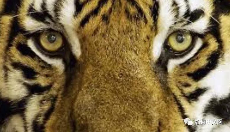 “谈虎色变？不！人心猛于虎！”幸好缅甸的野生老虎在增加