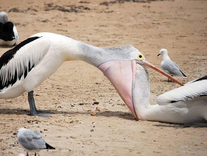 鹈鹕吃长颈鹿动画版,鹈鹕咬长颈鹿