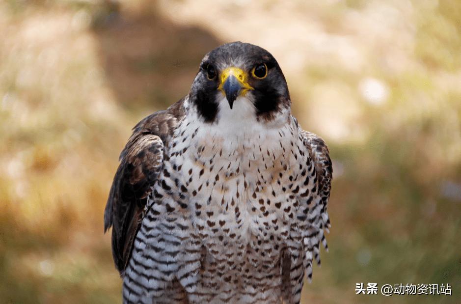 什么人吃蝙蝠,印尼人吃蝙蝠