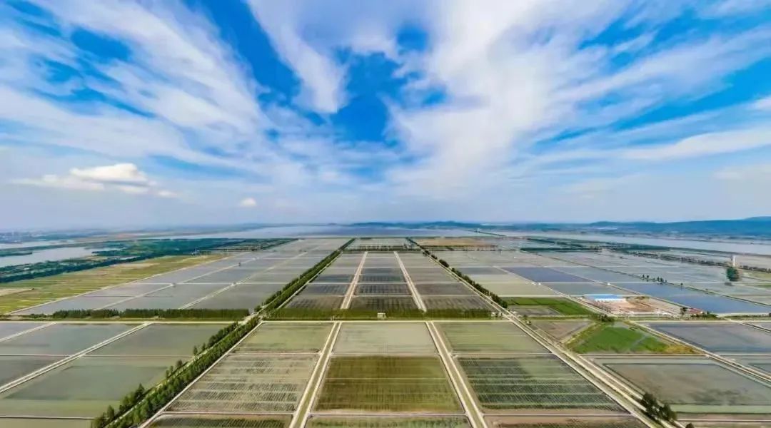 相约金秋“蟹”逅高淳|固城湖的“横行介士”来啦！