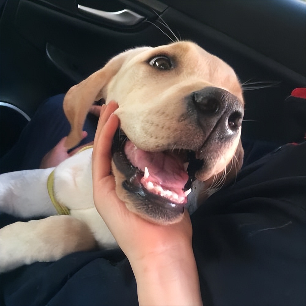 什么狗比较适合暴脾气的人养,警戒性强且适合养的狗