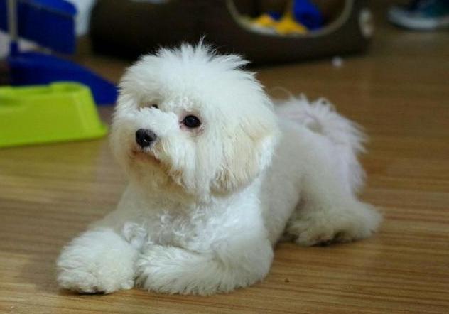 比熊犬“舔尿道口”=“恶心”？主人你错了，看完赶紧重视起来