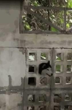 哈士奇有多调皮呢,哈士奇傻傻其实二哈聪明