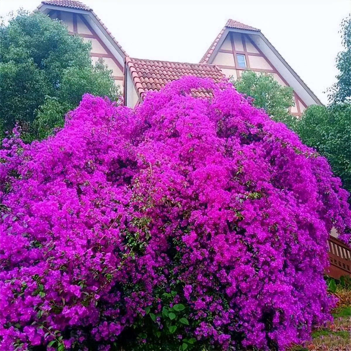 巴西紫三角梅开花后修剪,巴西三角梅盆栽花苗四季开