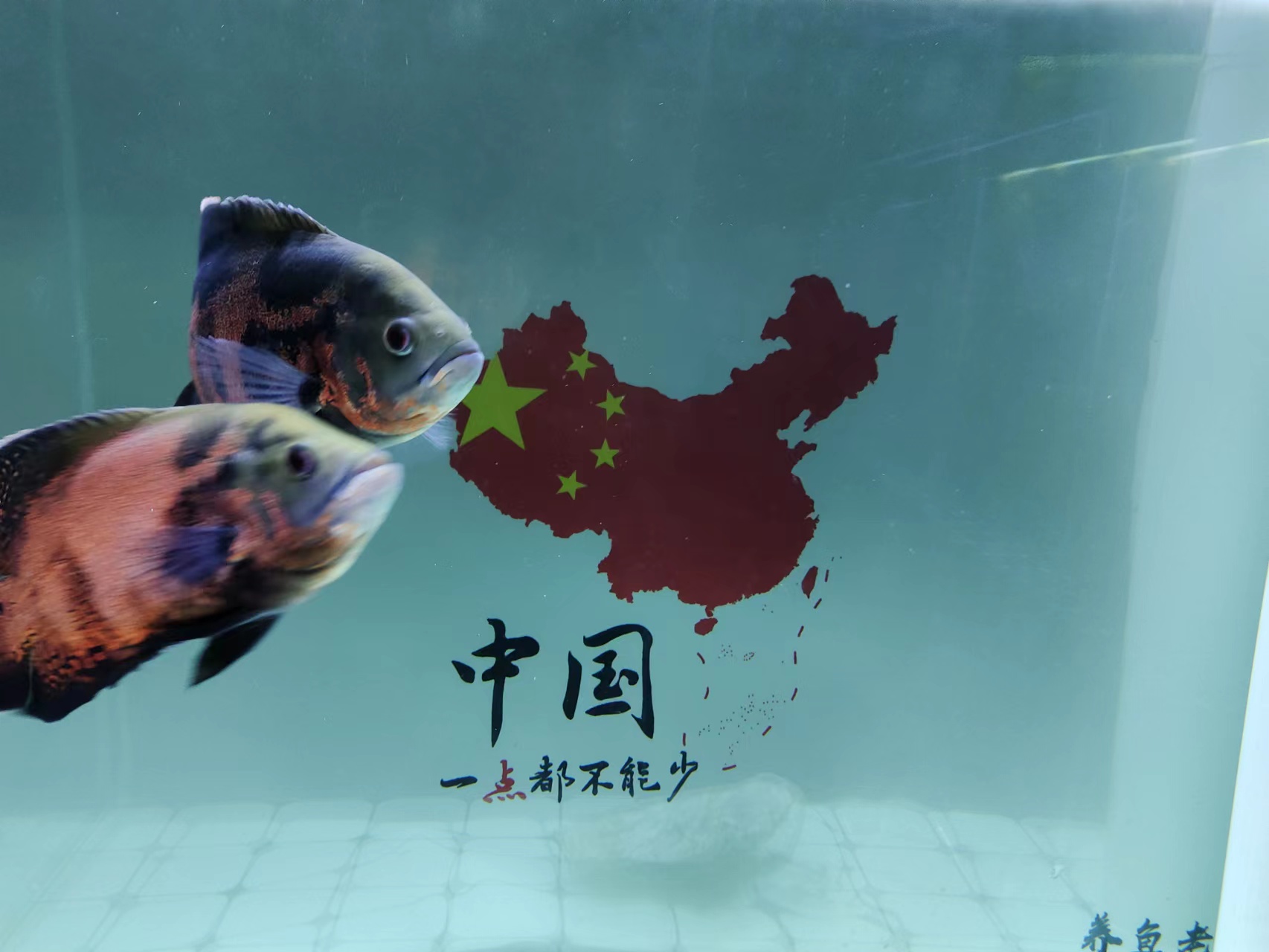 怎么解决鱼缸上的黄褐色颗粒,鱼缸白蒙蒙有小颗粒怎么解决