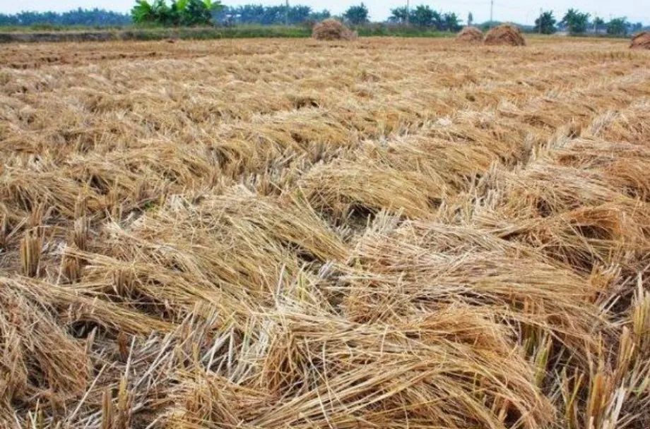 出售秸秆为什么不坏,秸秆能卖钱吗