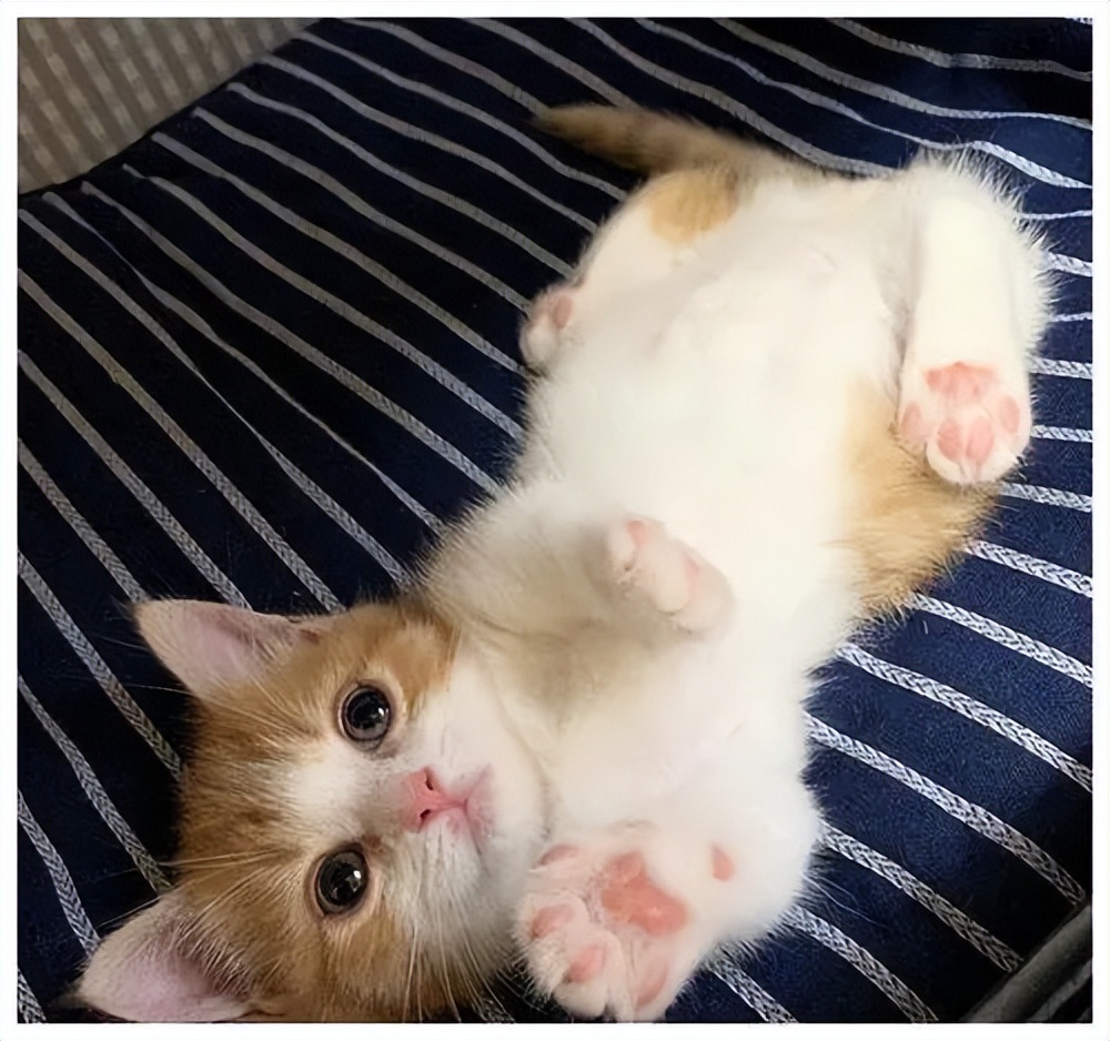 猫咪有了肛门囊填塞怎么办？