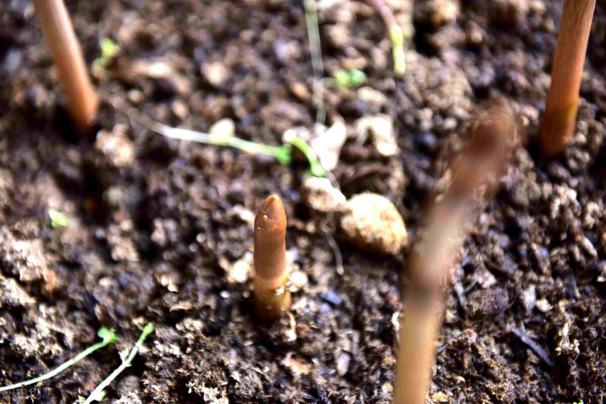 不起眼的花草价值超大,不起眼却很珍贵的花