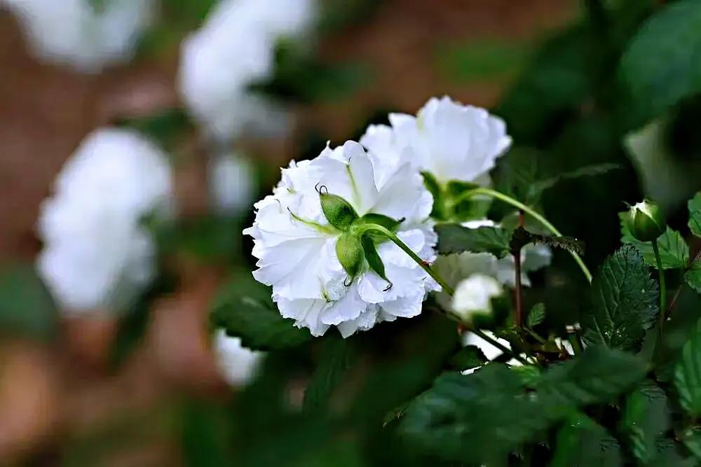 荼蘼花观赏特性,荼蘼花红色重瓣