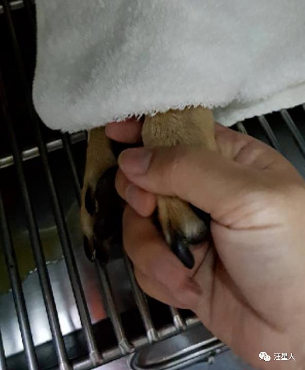 狗狗能不能吃夏威夷果,狗狗吃了夏威夷果能自愈吗