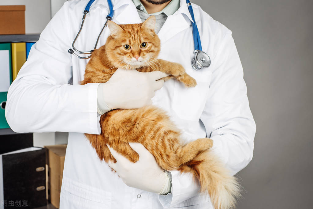 猫尿闭治疗之后怎么养,养猫猫屎猫尿怎么处理