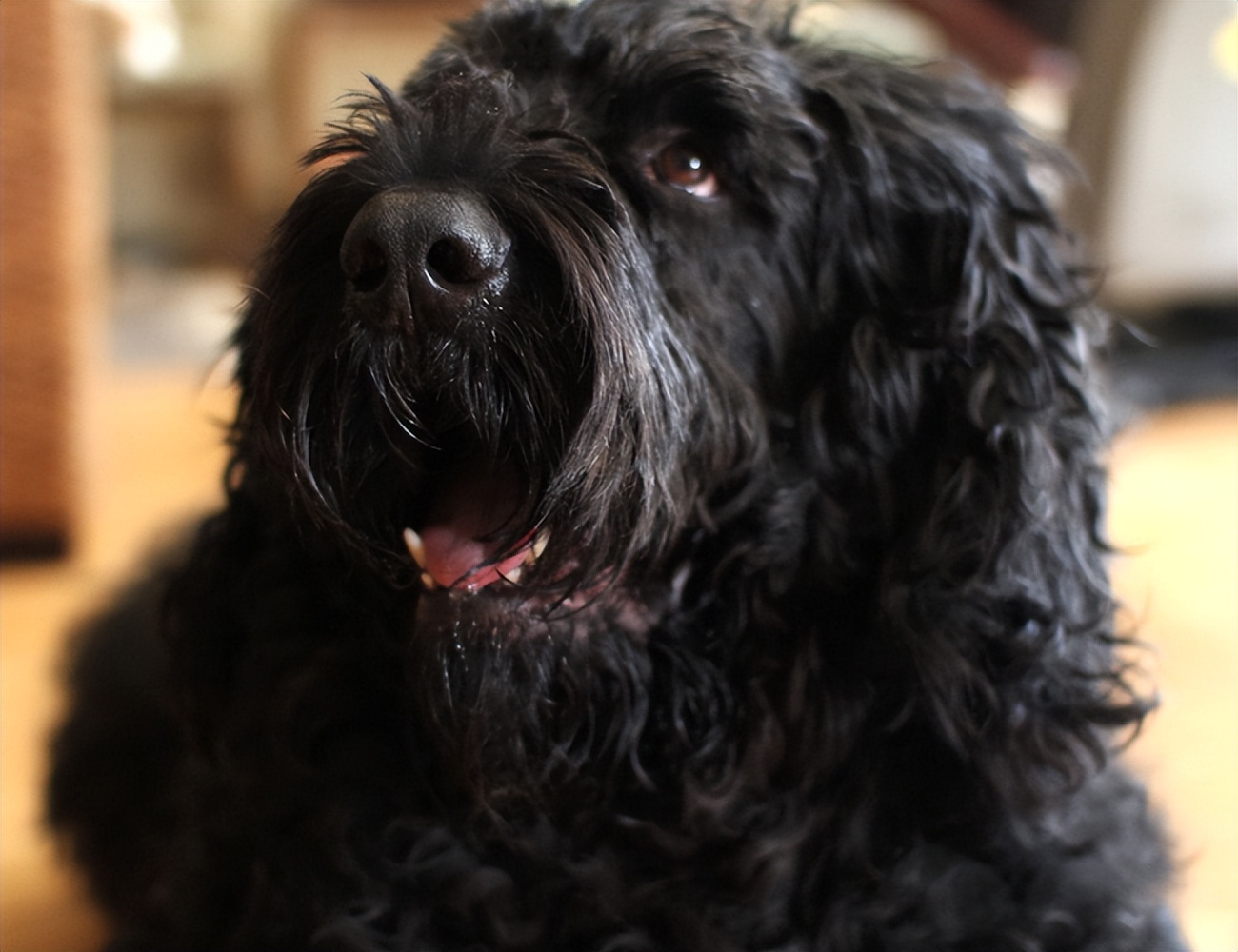 什么狗最忠诚最护主和凶猛又好养,这几种狗一旦抛弃很难独自活下去