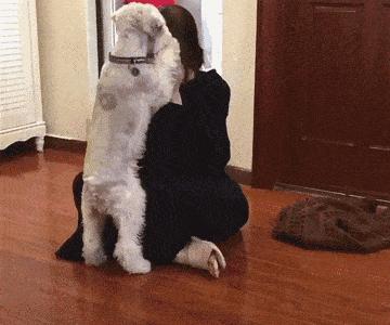 为什么雪纳瑞容易得皮肤病,为什么雪纳瑞越打越凶