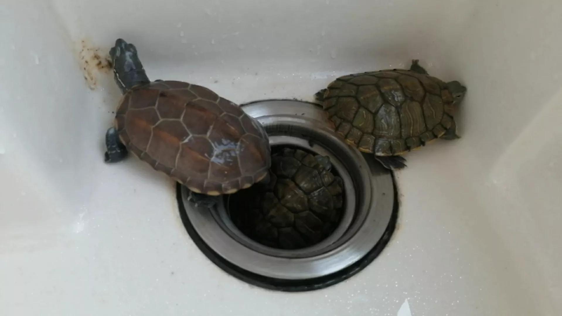 小乌龟是怎么存活到100天下去的,小乌龟能活很久的办法是什么