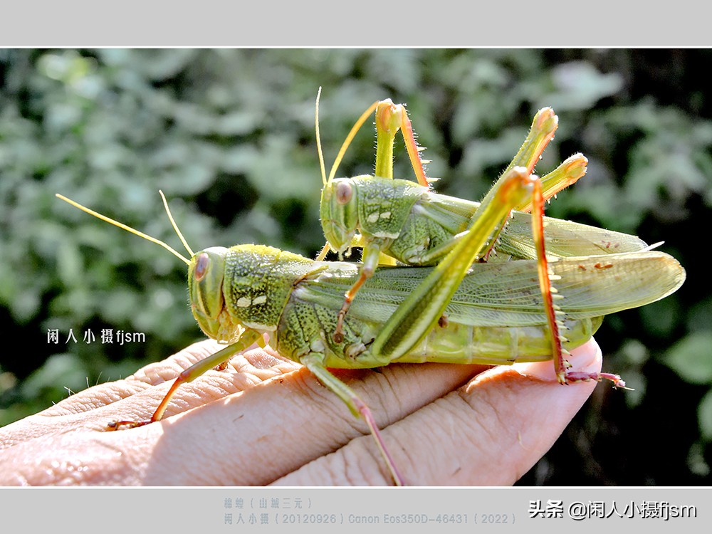 近距离拍摄昆虫小动物,常见昆虫微距摄影活动
