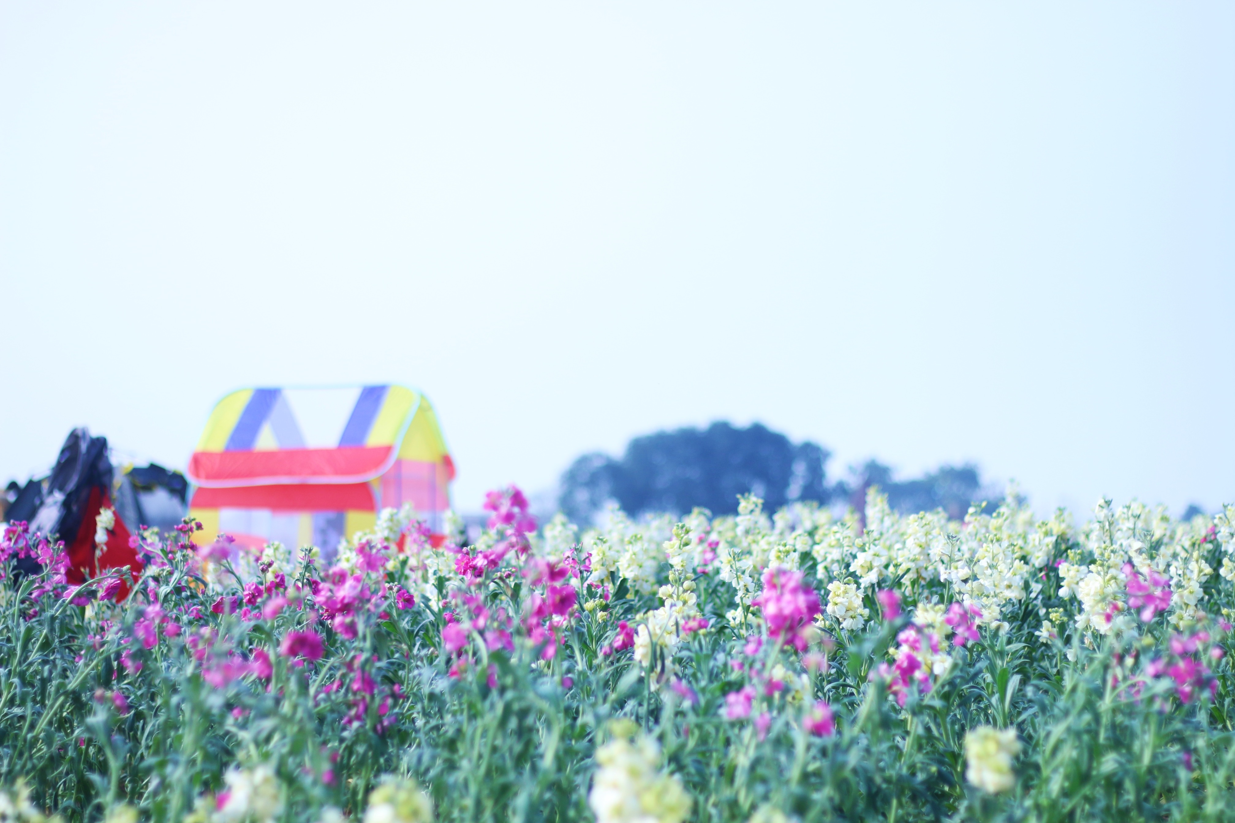 双流赏花免费地点三月份,成都双流区赏花景点在哪里