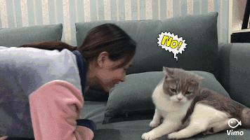 养猫会出事吗,养猫不容易得的病