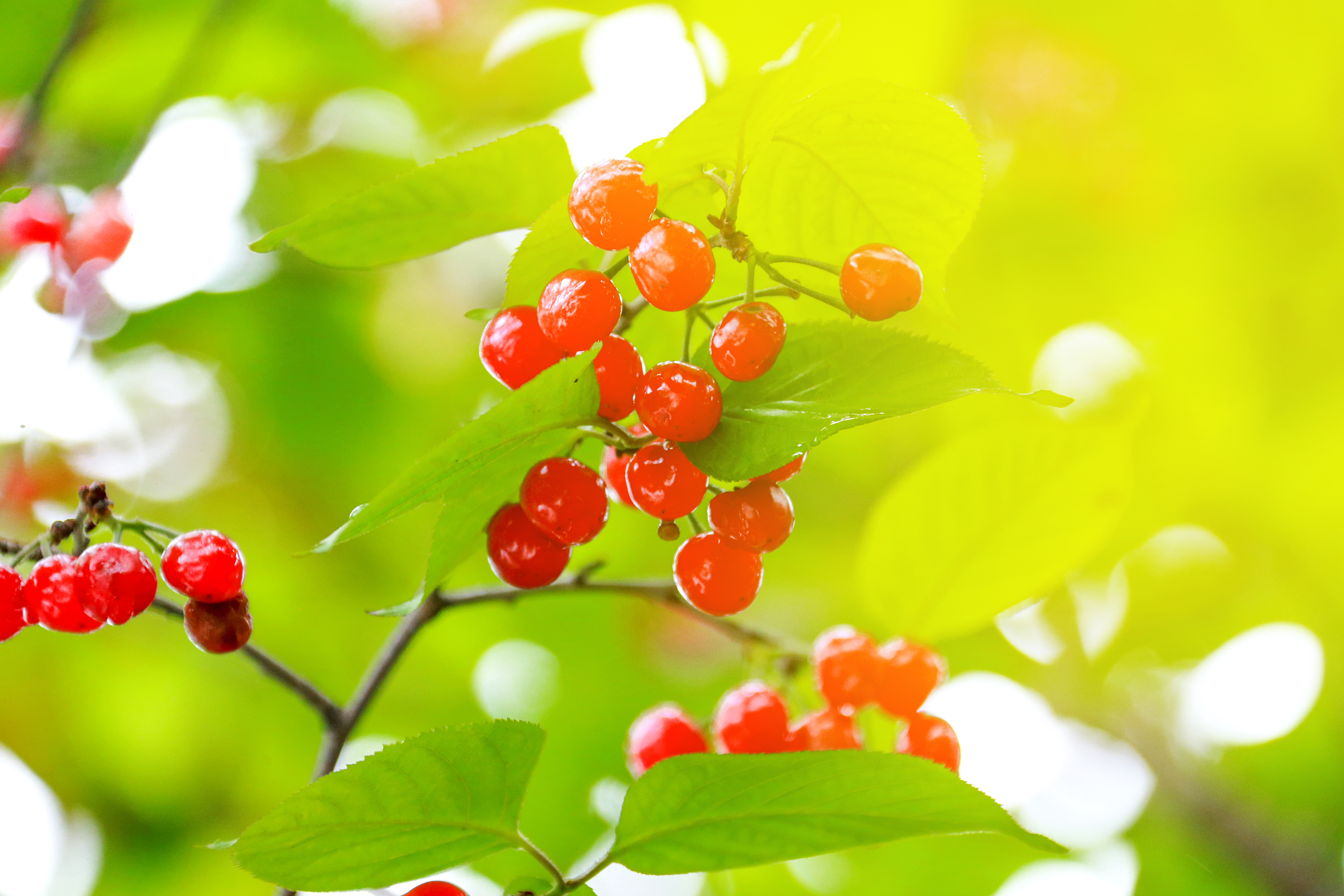 樱桃果实软腐是怎么回事?如何预防?