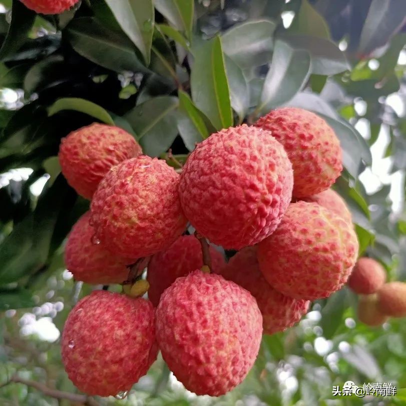 全球最好吃的荔枝在哪里,荔枝哪个品种最好吃