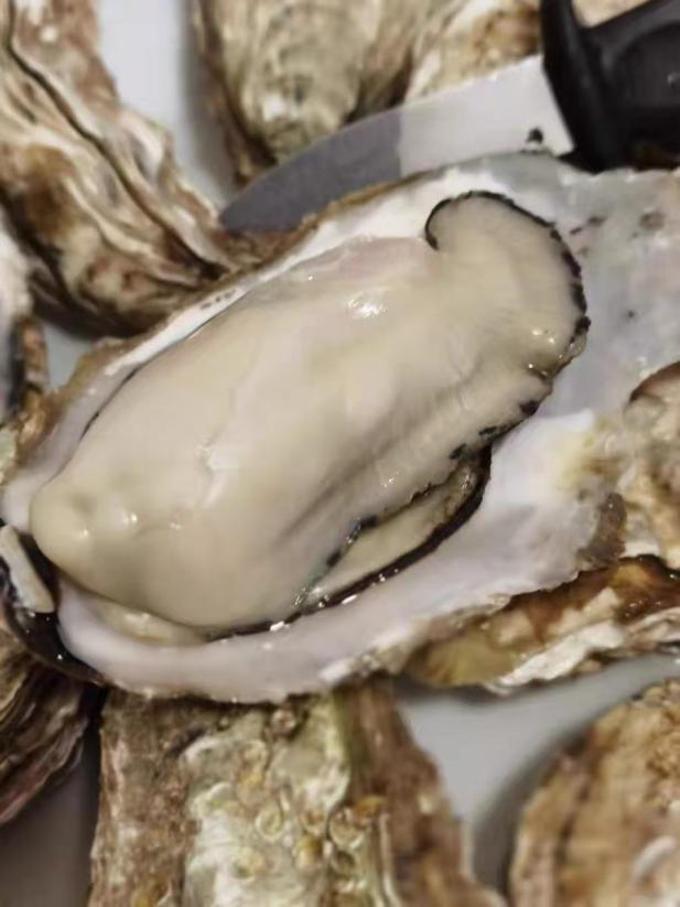 海南海鲜贝类有哪些,海南海鲜贝类