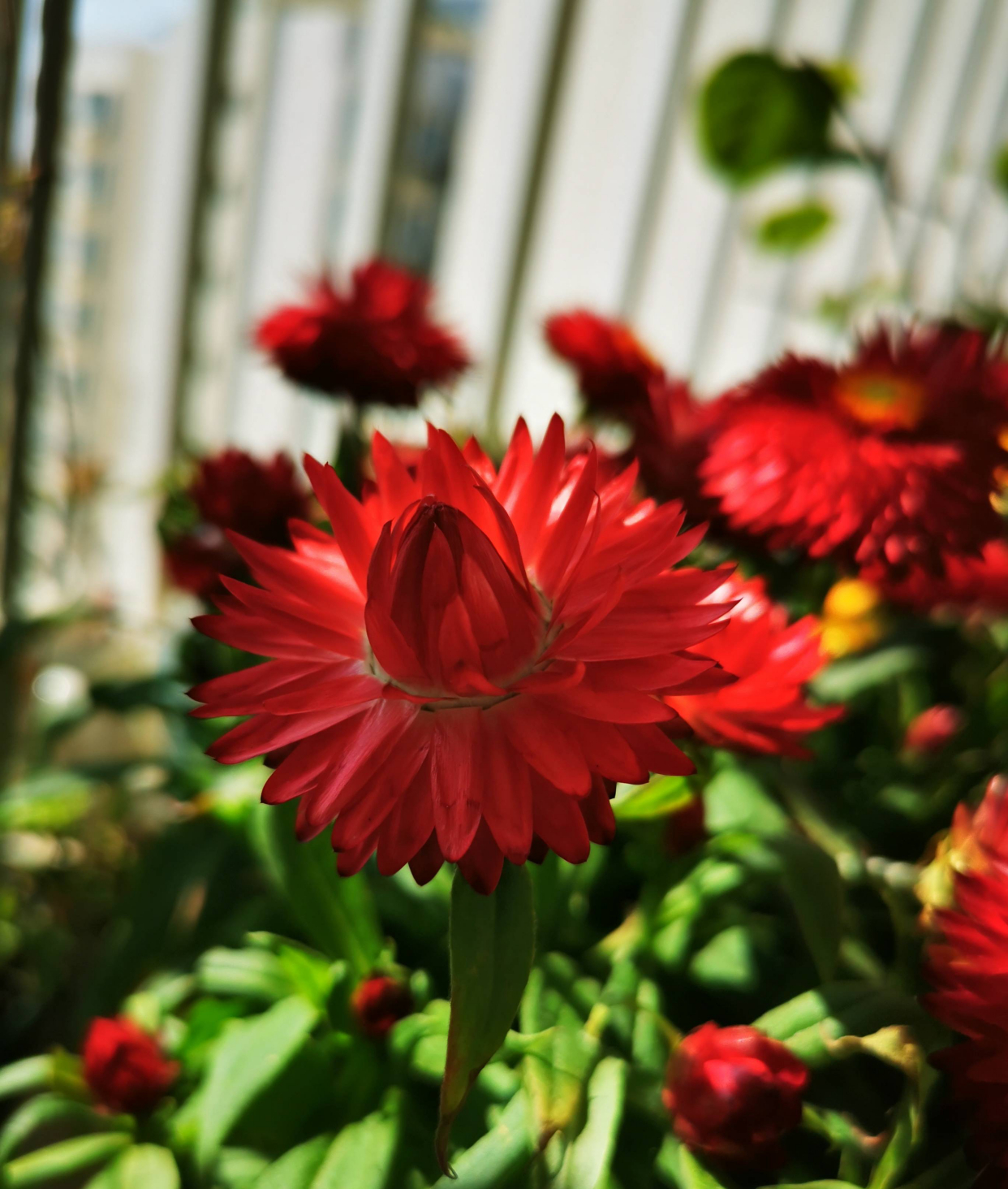 阳台养月季光照够吗,阳台喜光耐晒好养植物