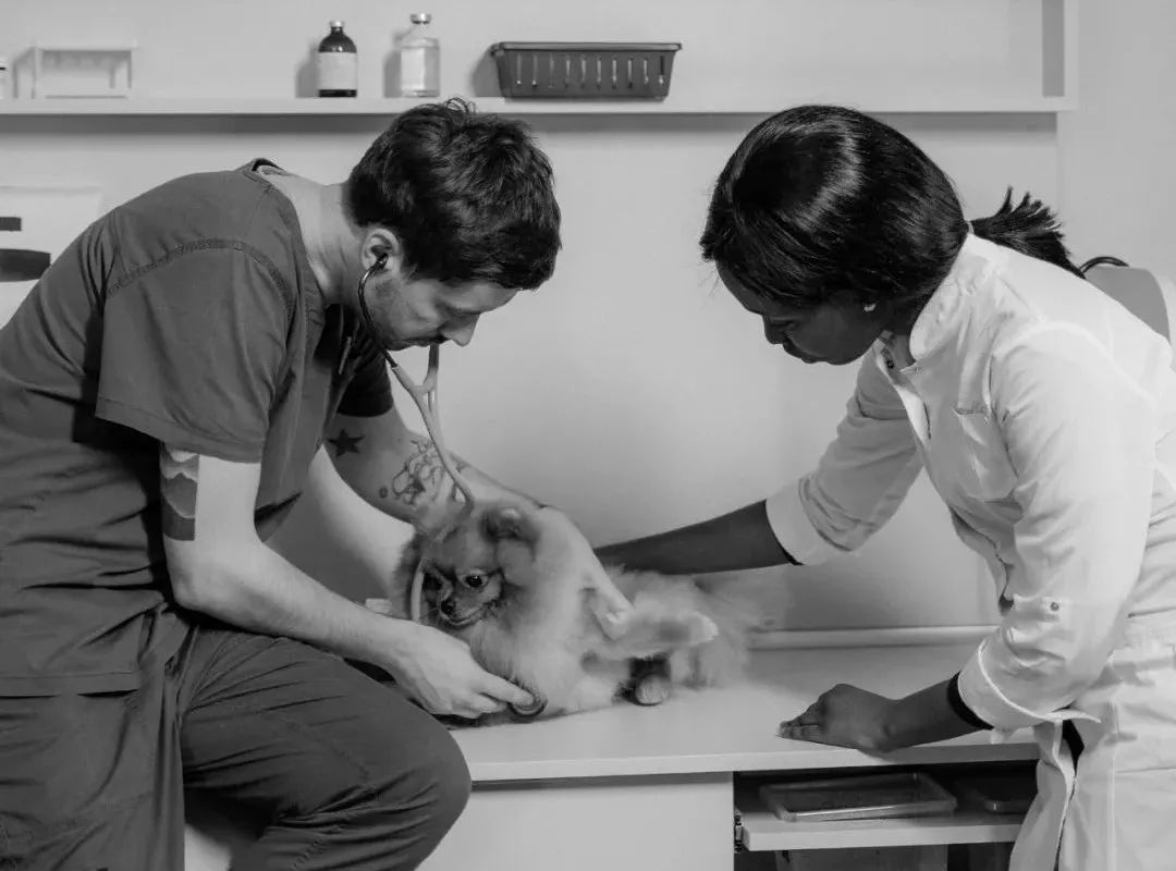 单身狗与人秀恩爱,单身狗和人约会