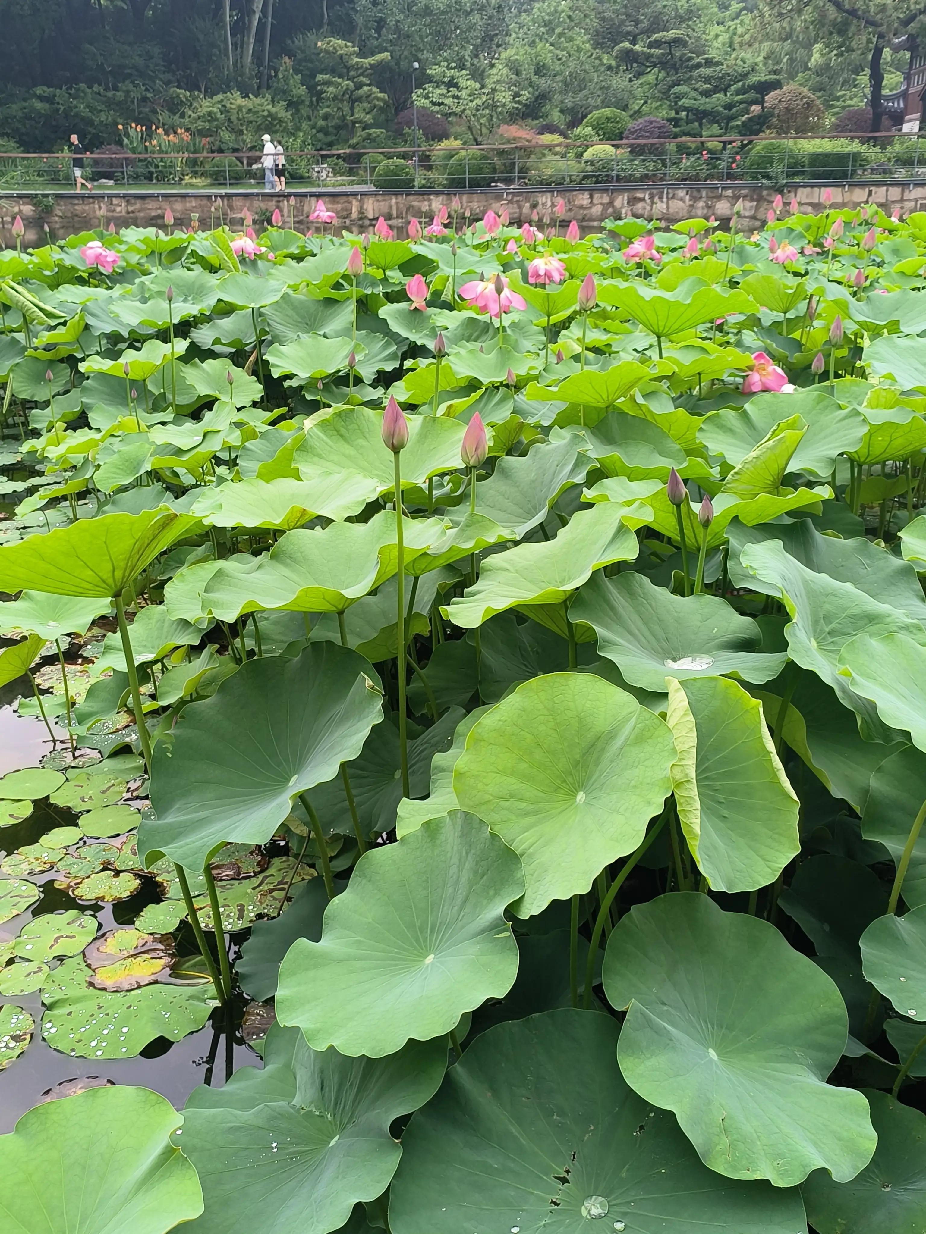 七夕花花合集,粉色花花合集