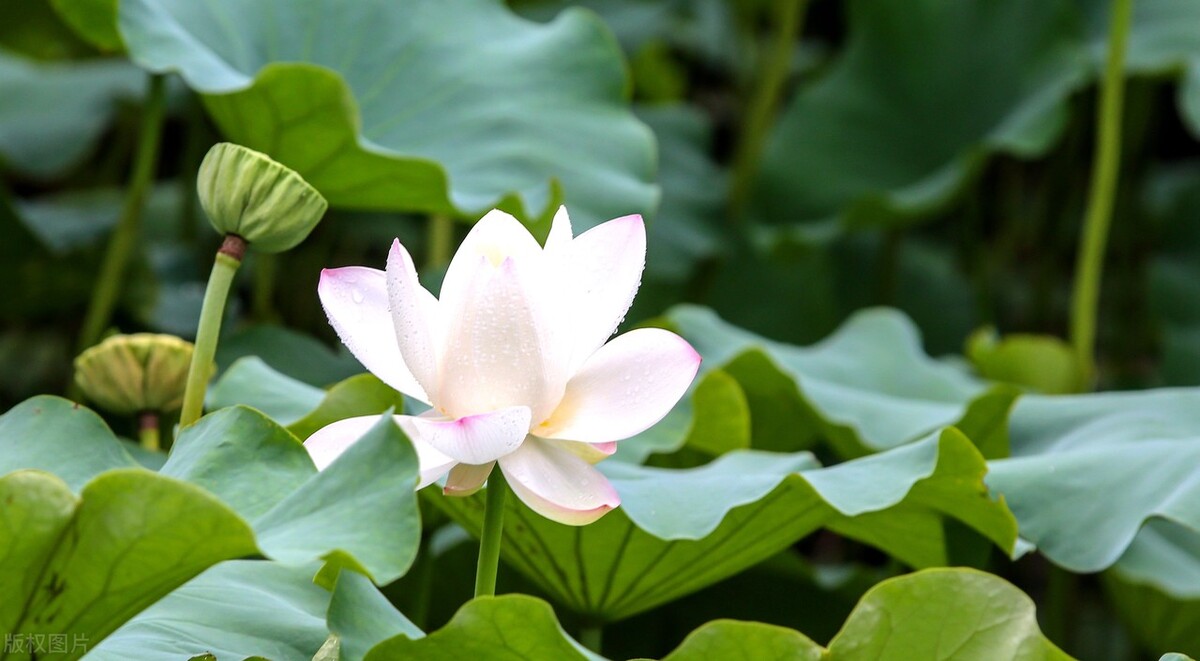 古诗词中荷花的意象思乡,荷花在古诗中表达的情感