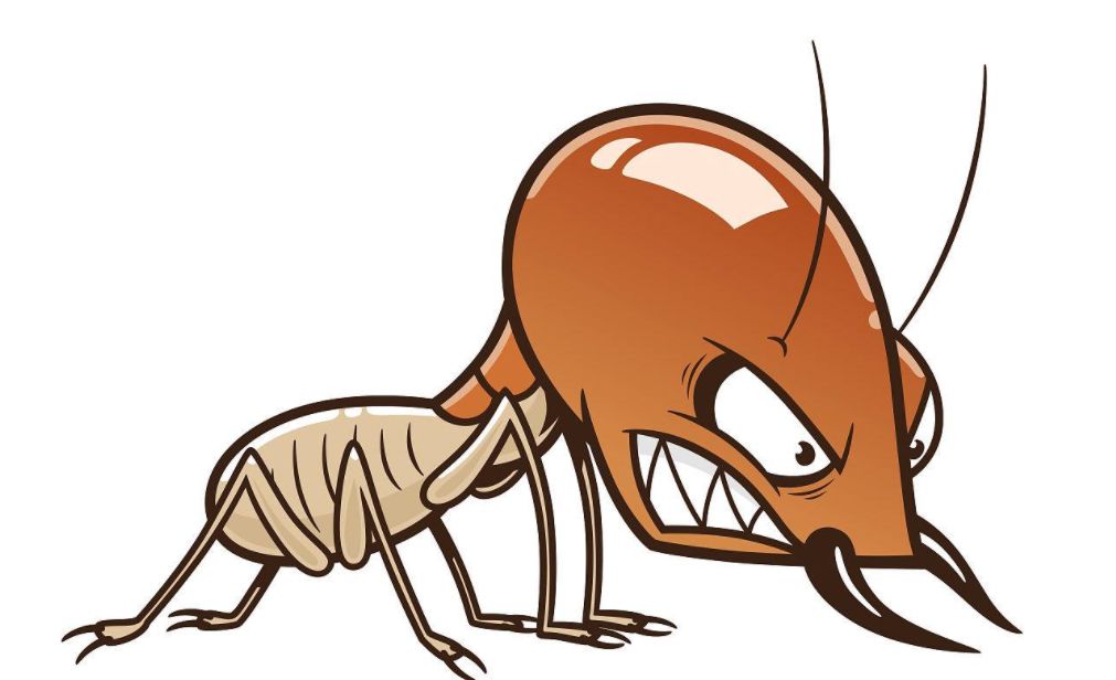 灭白蚁药在哪儿买,特密得白蚁药使用方法