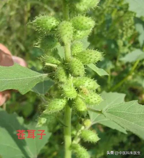 这些食疗法都是骗人的千万别信,三个民间偏方不可信