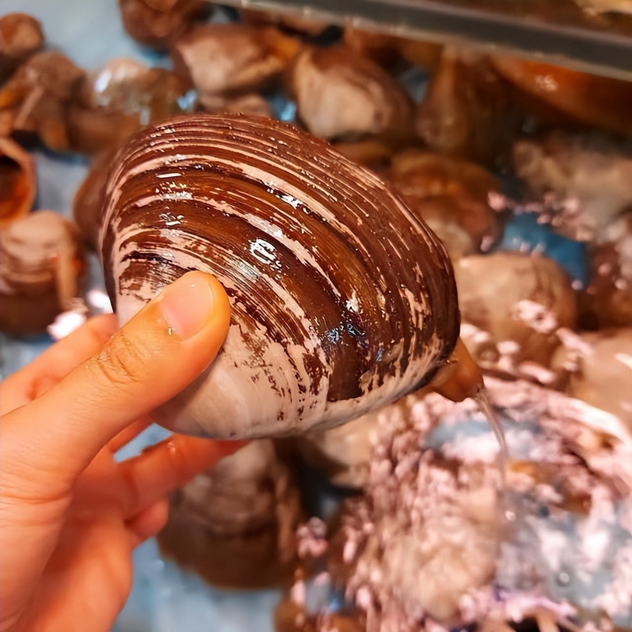 甯歌閫傚悎鍚冨埡韬殑娴烽矞,娴烽矞鍒鸿韩涓轰粈涔堣繖涔堝浜哄枩娆㈠悆