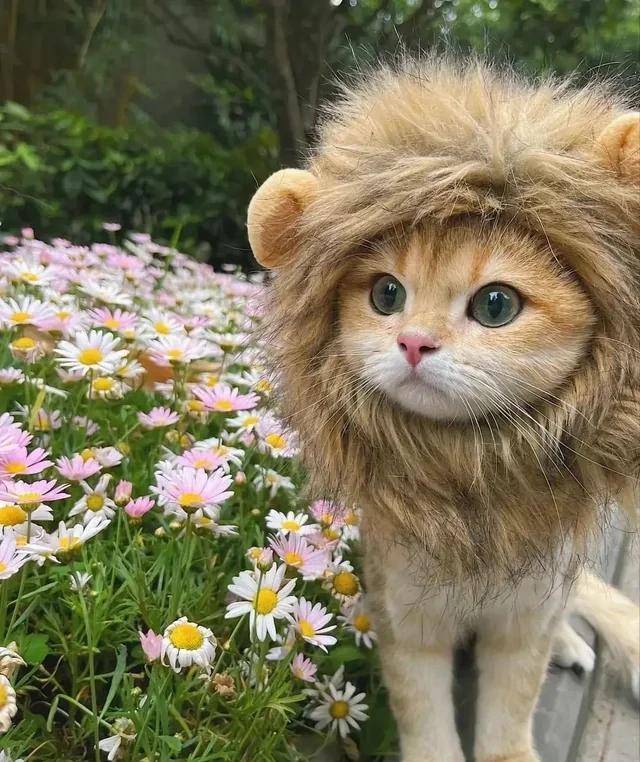 充满想象力的动物图片100张,卡通动物图片大全可爱