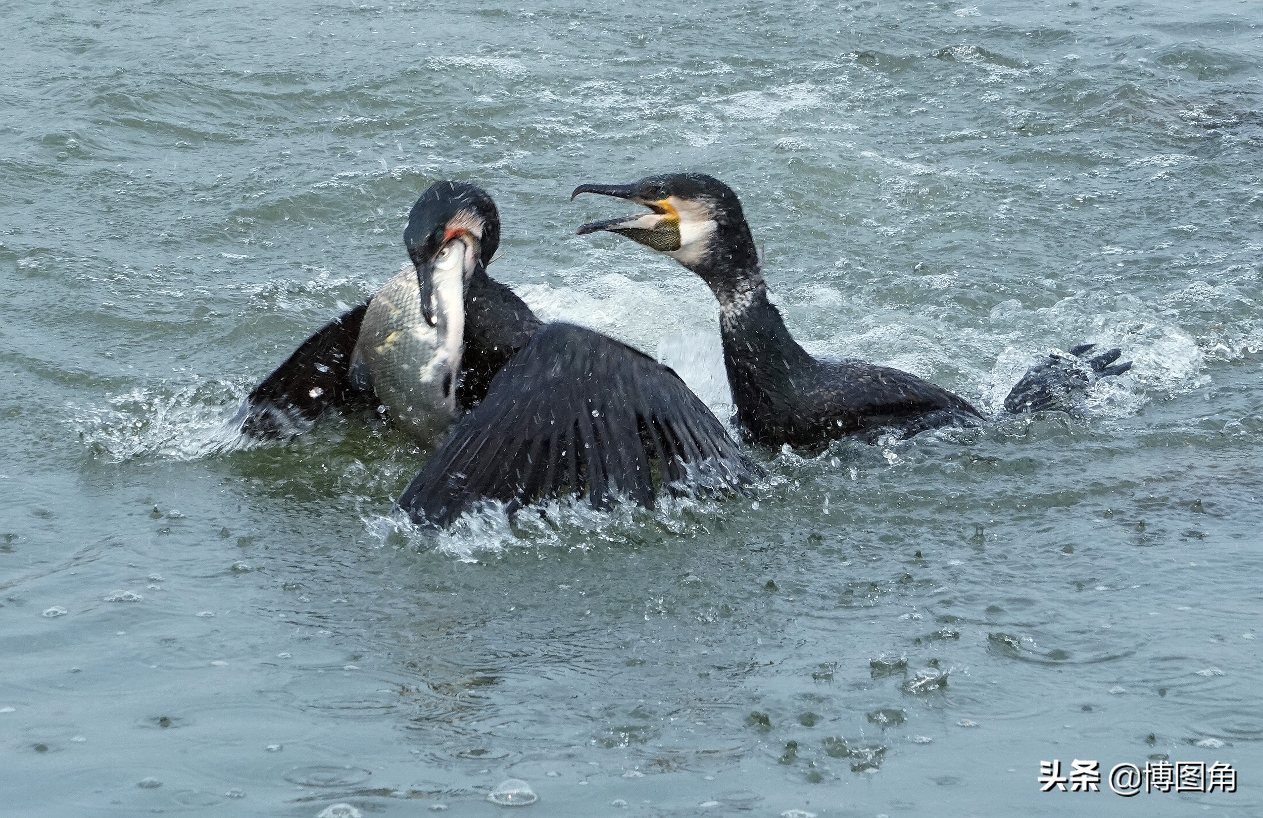 鸬鹚捕鱼渔民生活实拍精彩的瞬间,渔民与鸬鹚捕鱼图片